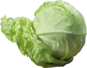 Cabbage PNG image-8781